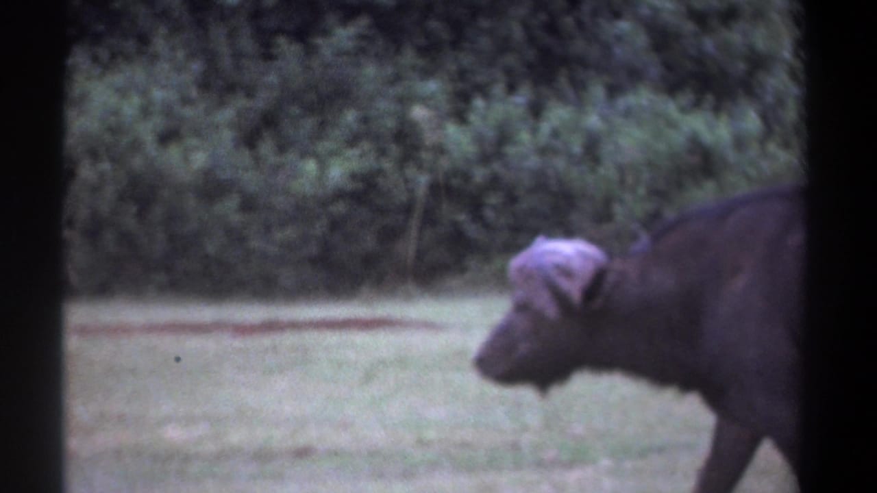 A Cape buffalo moves across a grassy area in Kenya in 1969 home-movie footage, seen in soft 8mm focus with dark frame borders.