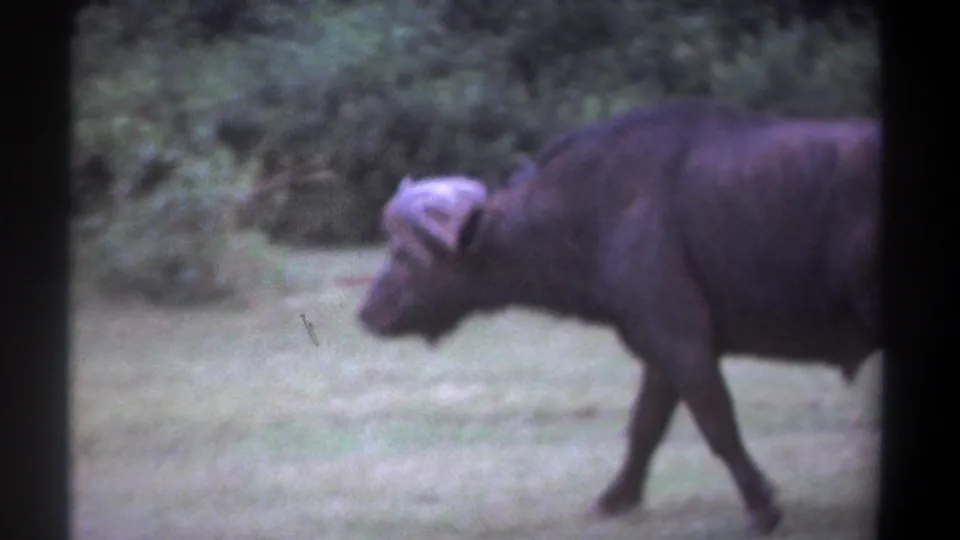 The buffalo is shown in side profile walking through a grassy Kenya setting, with 8mm grain and muted color visible in the frame.