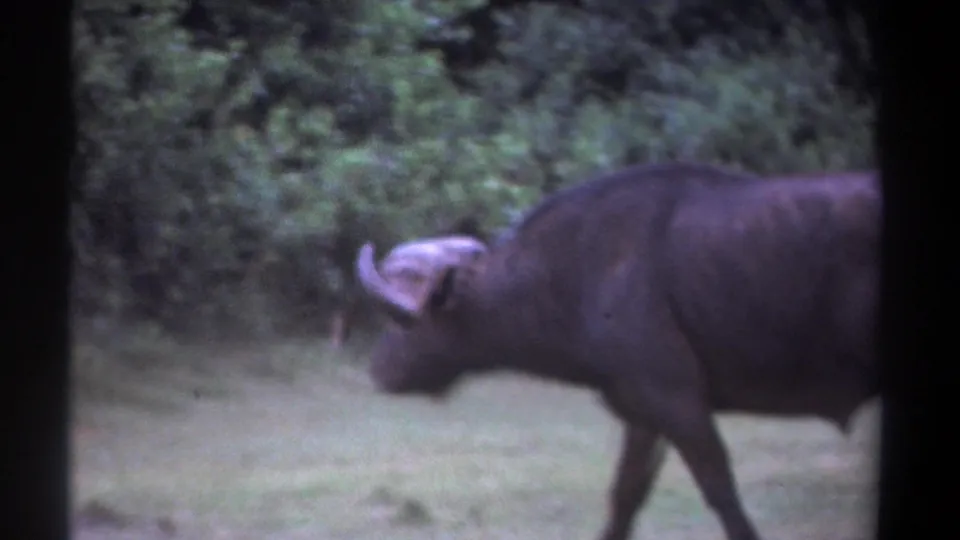 A closer side view shows the buffalo continuing across the field, with foliage, soft exposure, and visible 8mm frame edges.