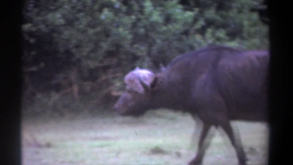 The Cape buffalo remains in profile near the right edge of the 1969 Kenya 8mm frame, with blurred greenery and grass behind it.