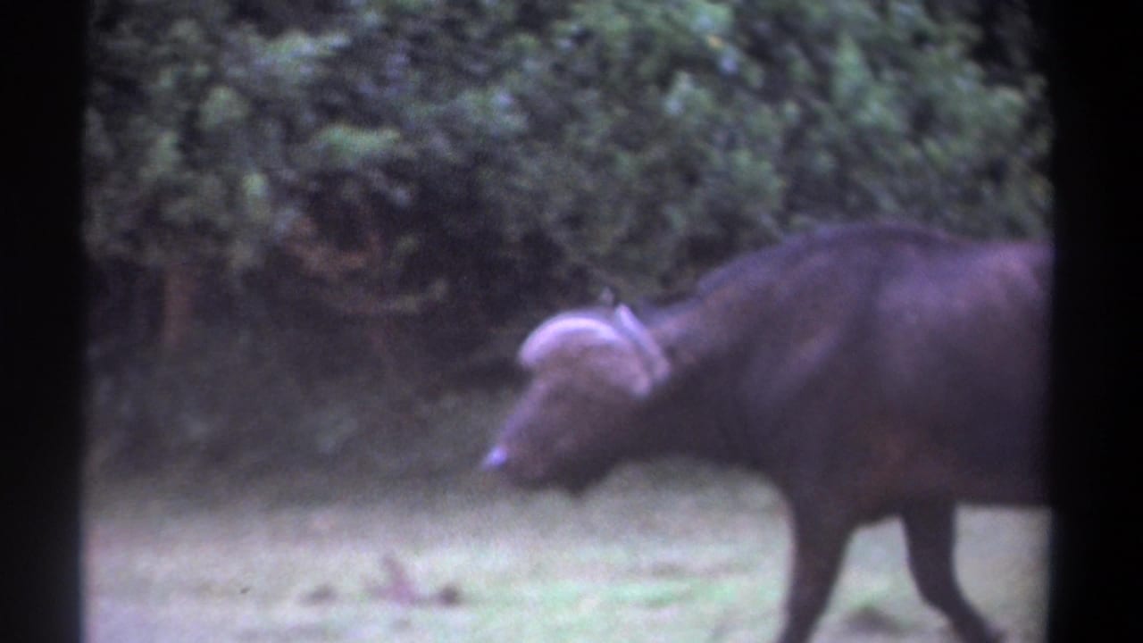 African buffalo walking left across a grassy clearing with dense bush behind it.