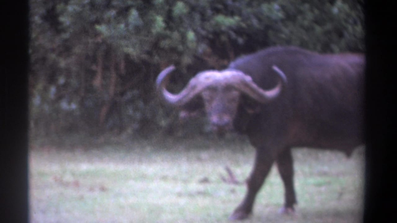 African buffalo facing the camera while standing near the edge of a grassy clearing.