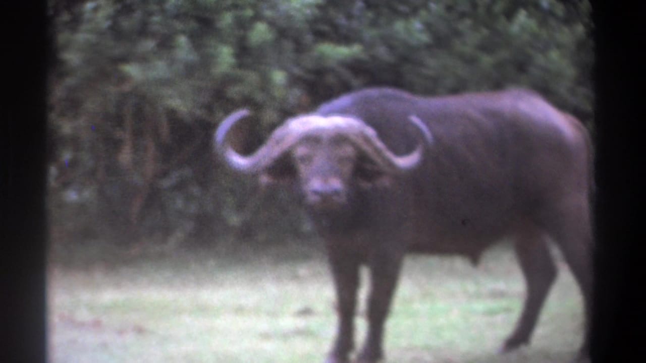 Cape buffalo standing in grass with shrubs behind it.