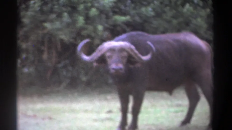 A Cape buffalo stands in profile in a Kenyan grassland, its curved horns visible against a dense shrub backdrop.