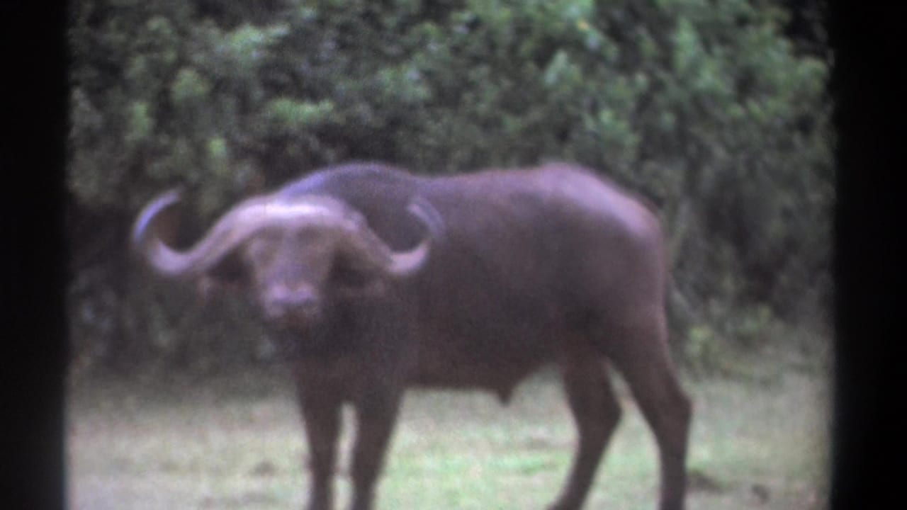 Cape buffalo facing the camera from a grassy clearing.