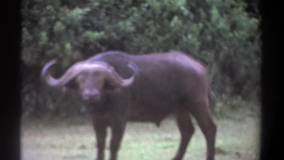 The Cape buffalo turns more directly toward the camera in the 1969 Kenya footage, with shrubs filling the background.
