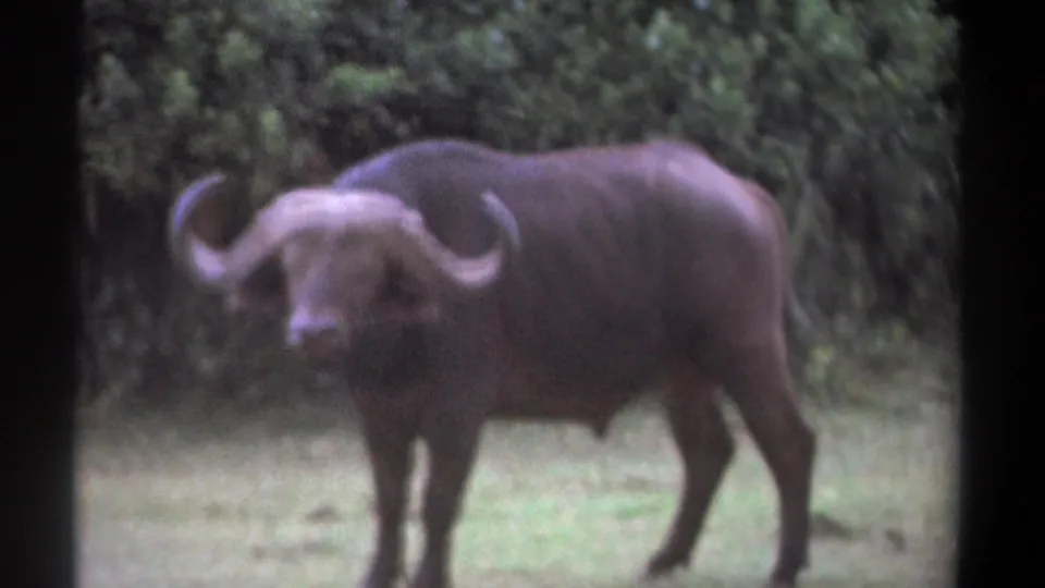 A soft-focus 8mm frame shows the Cape buffalo standing in grass, horns wide and body angled against vegetation.