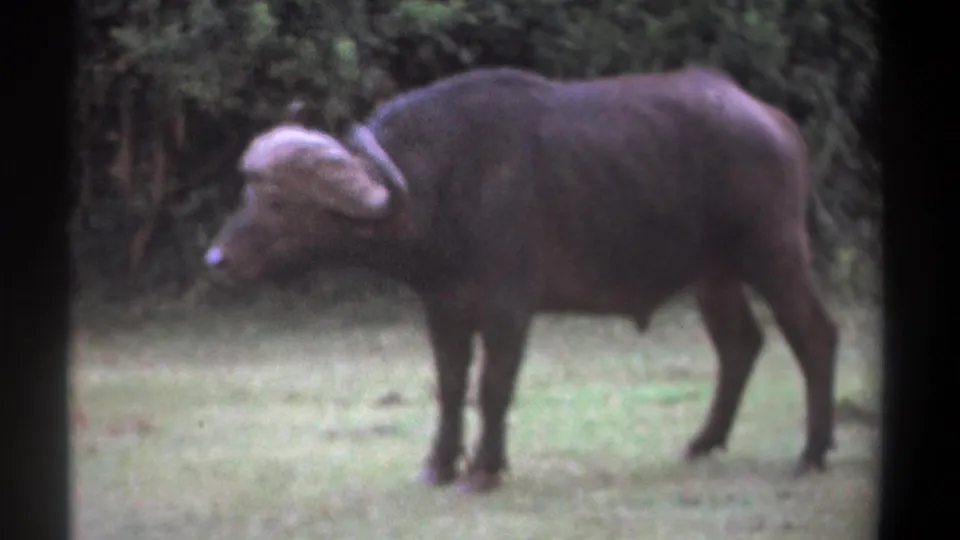 The Cape buffalo shifts into side profile and appears to start walking away across the Kenyan grassland.