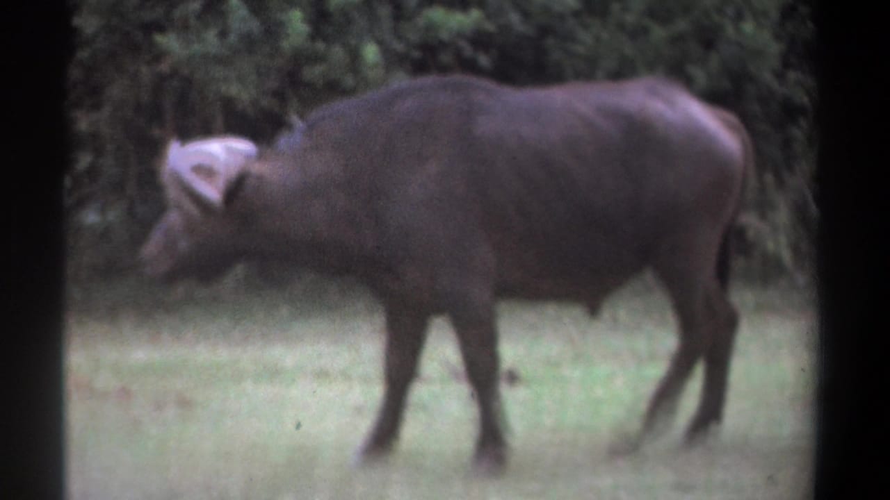 African buffalo walking left across a grassy field with trees behind it.