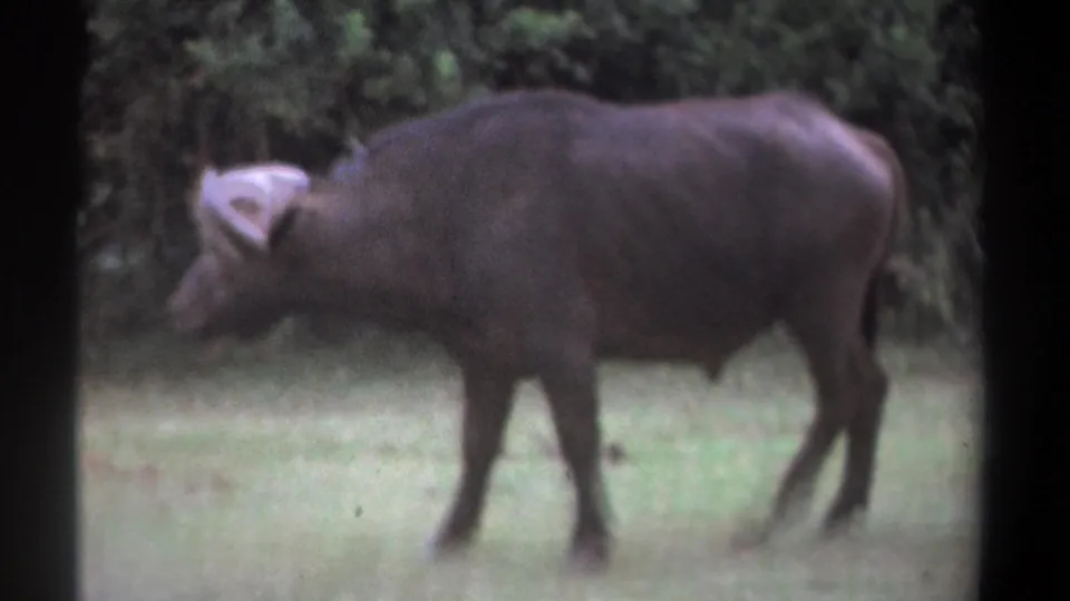 1969 Kenya 8mm frame showing a lone African buffalo in profile moving left through grass before dense greenery.