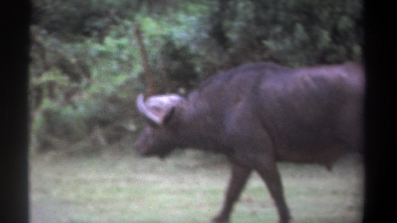 African buffalo entering from the right side of a grassy clearing.