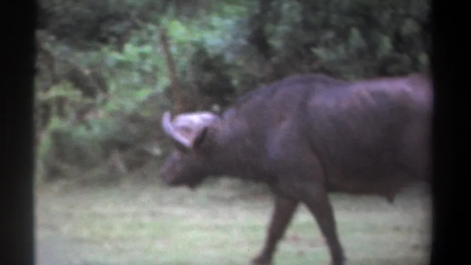 1969 Kenya 8mm frame with a buffalo partly cropped at right as it walks through a green clearing.