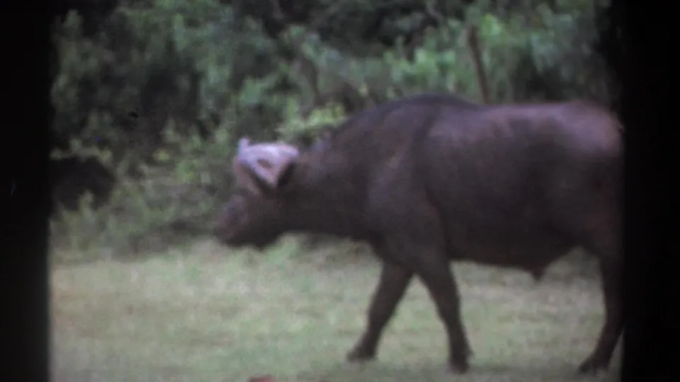 1969 Kenya 8mm frame showing the buffalo in profile, partly cropped, moving across grass against leafy trees.