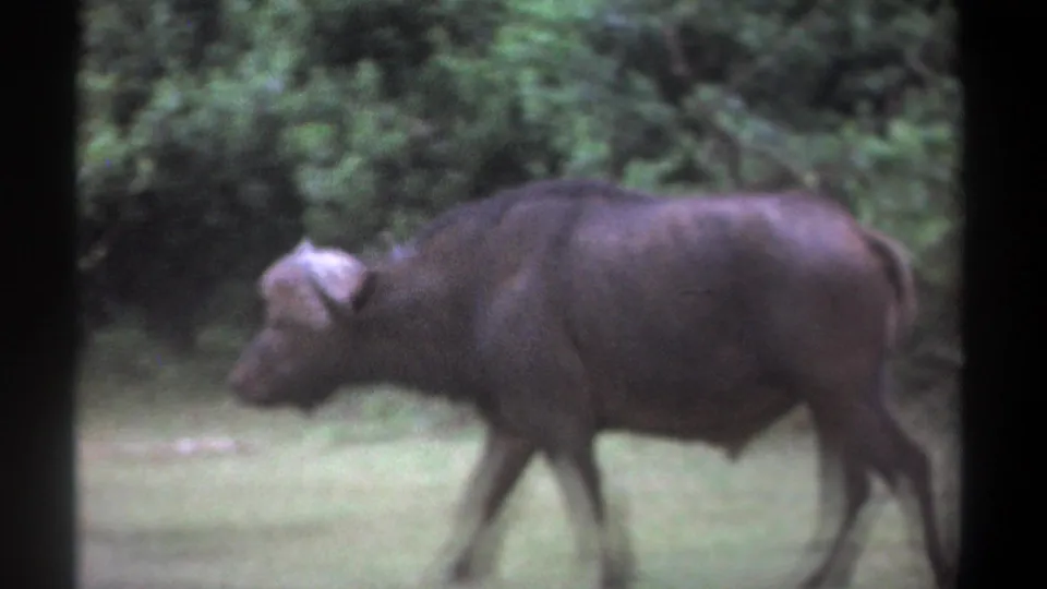 1969 Kenya 8mm frame of a lone buffalo moving left through grass, with tail and curved horns visible against trees.