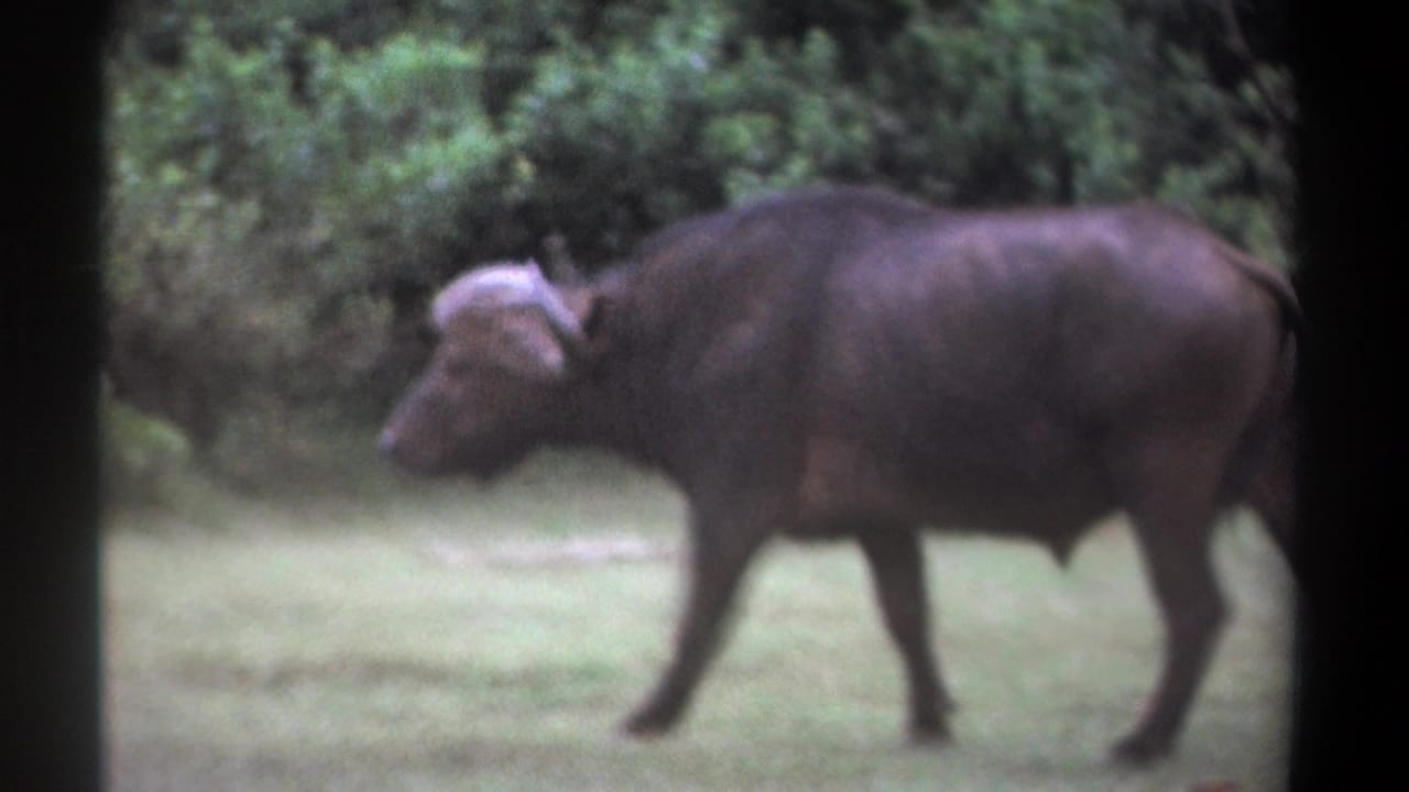 1969 Kenya 8mm frame showing a dark African buffalo in profile walking through a grassy clearing near thick vegetation.