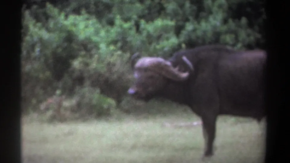 1969 Kenya 8mm frame with the buffalo near the right edge, its horned head angled left against dense greenery.