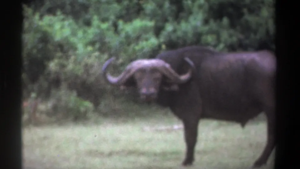 1969 Kenya 8mm frame showing the buffalo turning toward the camera, horns visible against a green foliage background.