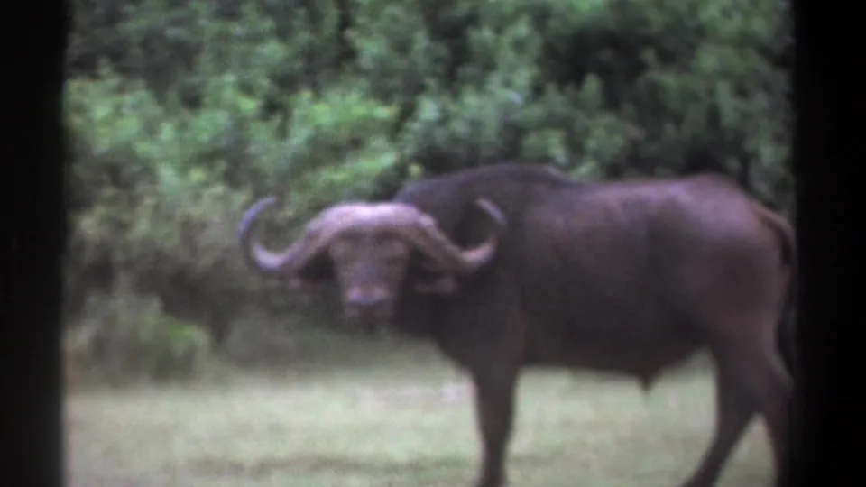 1969 Kenya 8mm frame of a dark buffalo standing in profile while looking toward the camera beside dense green vegetation.
