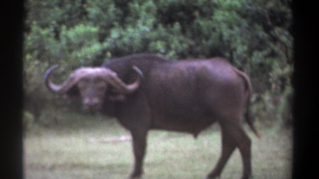 Adult African buffalo standing in grass near dense green brush.