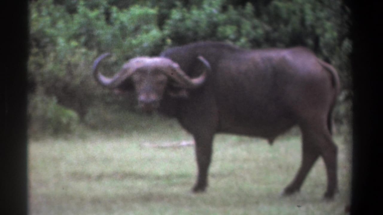 Adult buffalo facing the camera while standing in open grass.