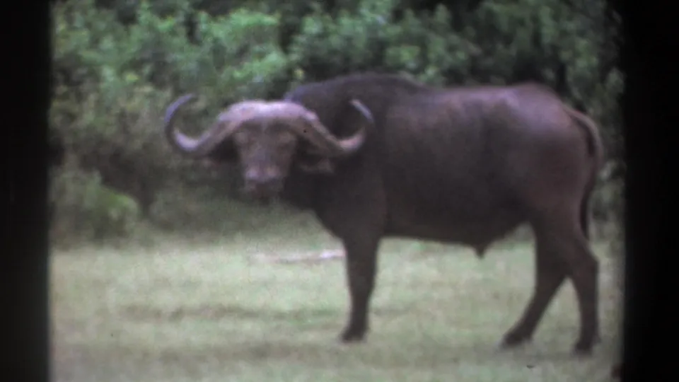 1969 Kenya 8mm frame of a horned adult buffalo standing in grass and looking toward the camera.