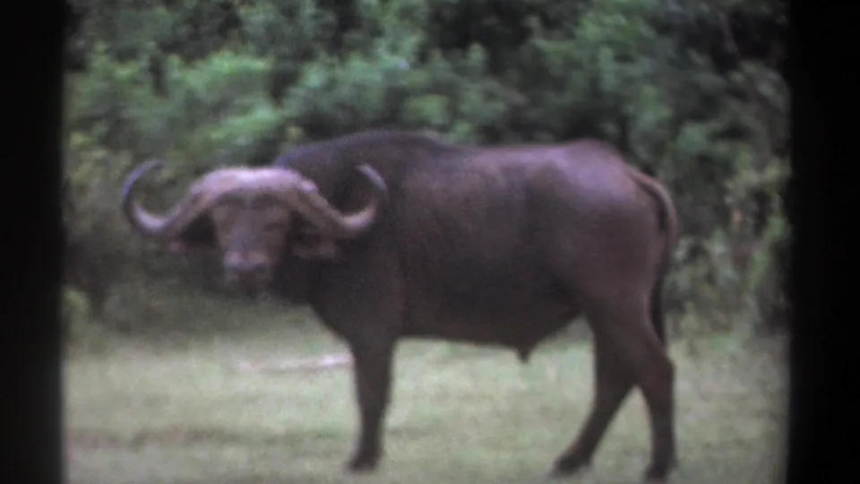 1969 Kenya 8mm frame showing a single buffalo in side profile near dense greenery.