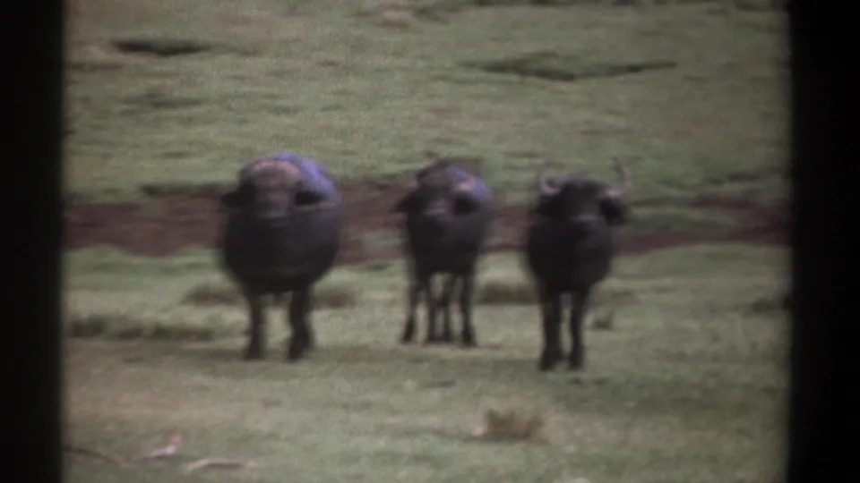 1969 Kenya 8mm frame showing three buffalo grouped on open grass with low brush in the distance.