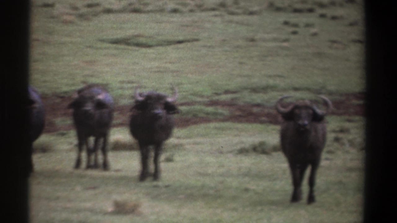 In 1969 Kenya 8mm footage, several wildebeests stand alert in a muted green field, with curved horns visible in soft focus.