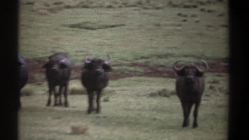 In 1969 Kenya 8mm footage, several wildebeests stand alert in a muted green field, with curved horns visible in soft focus.