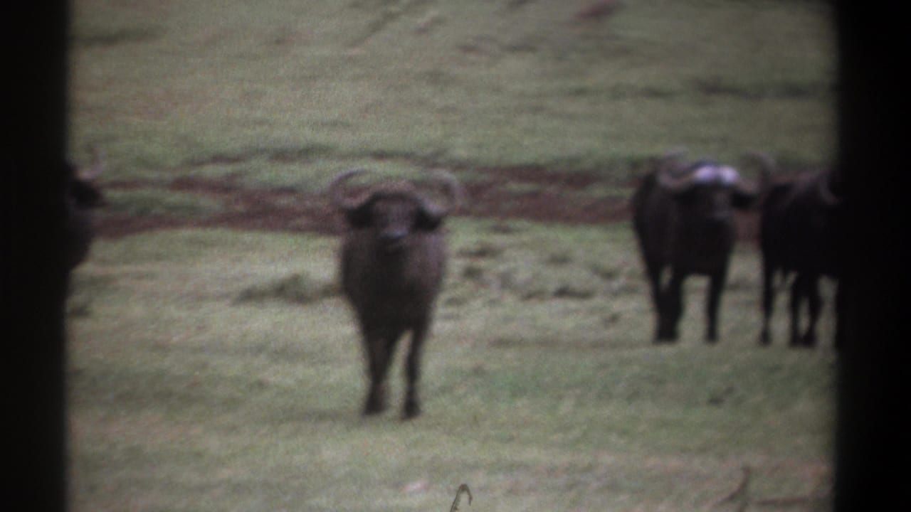 A horned wildebeest stands near the center of a grassy field with others at the edge.
