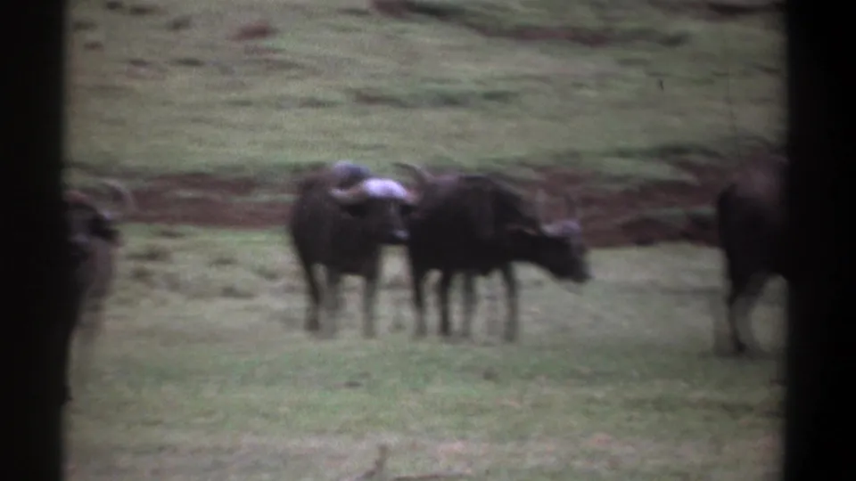 Several wildebeests occupy a green field in soft 8mm focus, with one animal lowering its head as others stand nearby.