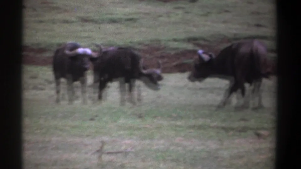 Three wildebeests are visible in the grassy Kenyan landscape, including one with its head lowered and another turned side-on.