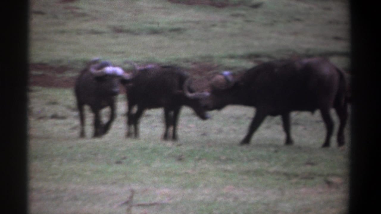 Three horned buffalo stand in a grassy field, with two close together and one facing them.
