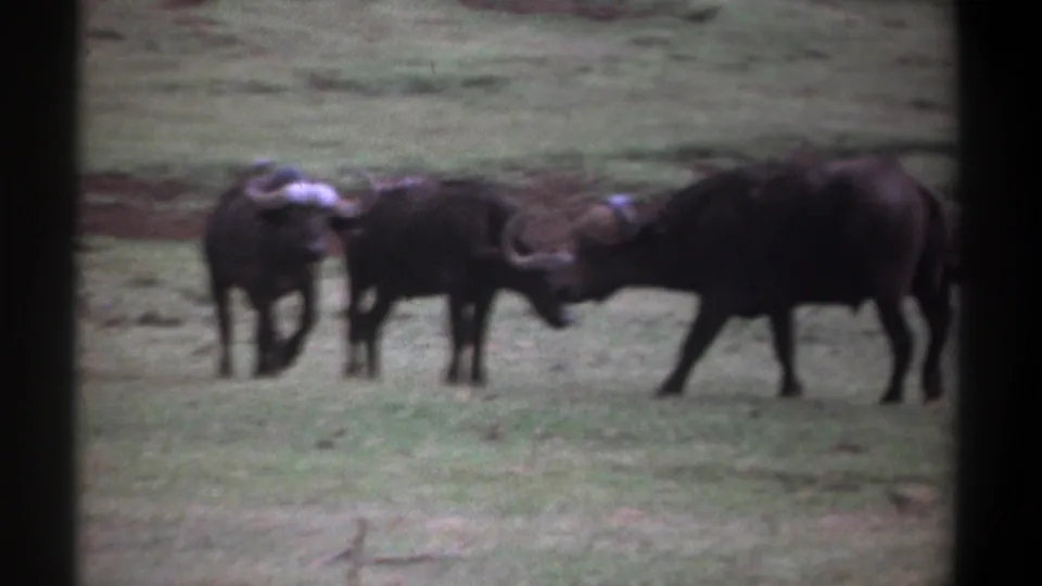 In metadata-supported 1969 Kenya footage, three horned buffalo stand warily on muted grass within a soft 8mm frame.