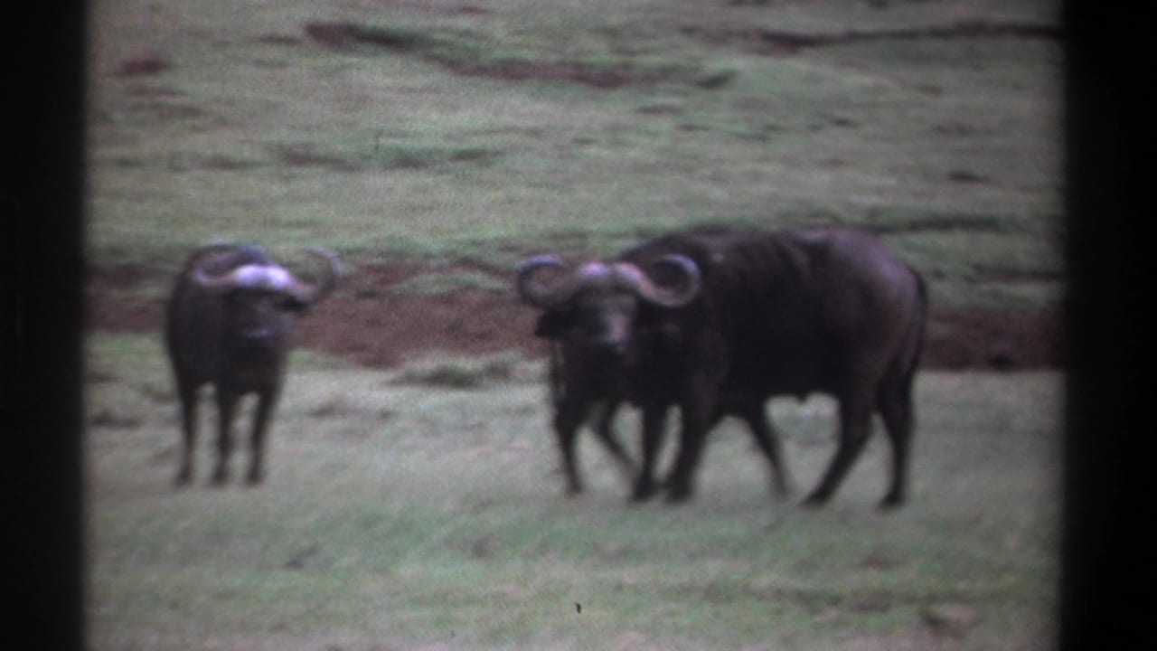 Two horned buffalo face the camera while a third stands nearby in the grassy field.