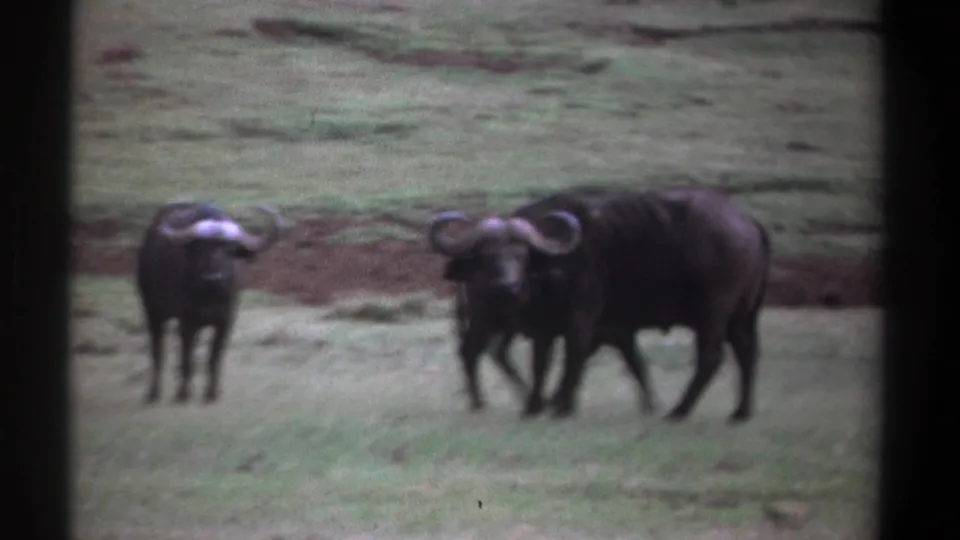Two buffalo look toward the camera in a Kenya grassland scene, with a third animal close beside them in soft 8mm footage.