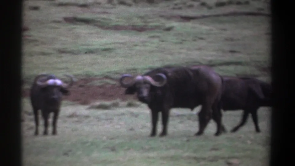 Three horned buffalo remain grouped in the field, one partly hidden, in a metadata-supported 1969 Kenya home-movie frame.