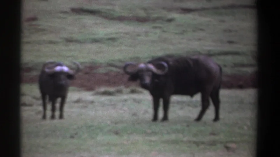 A final 8mm frame shows two clearly visible horned buffalo in a Kenya grassland, one watching forward and one in profile.
