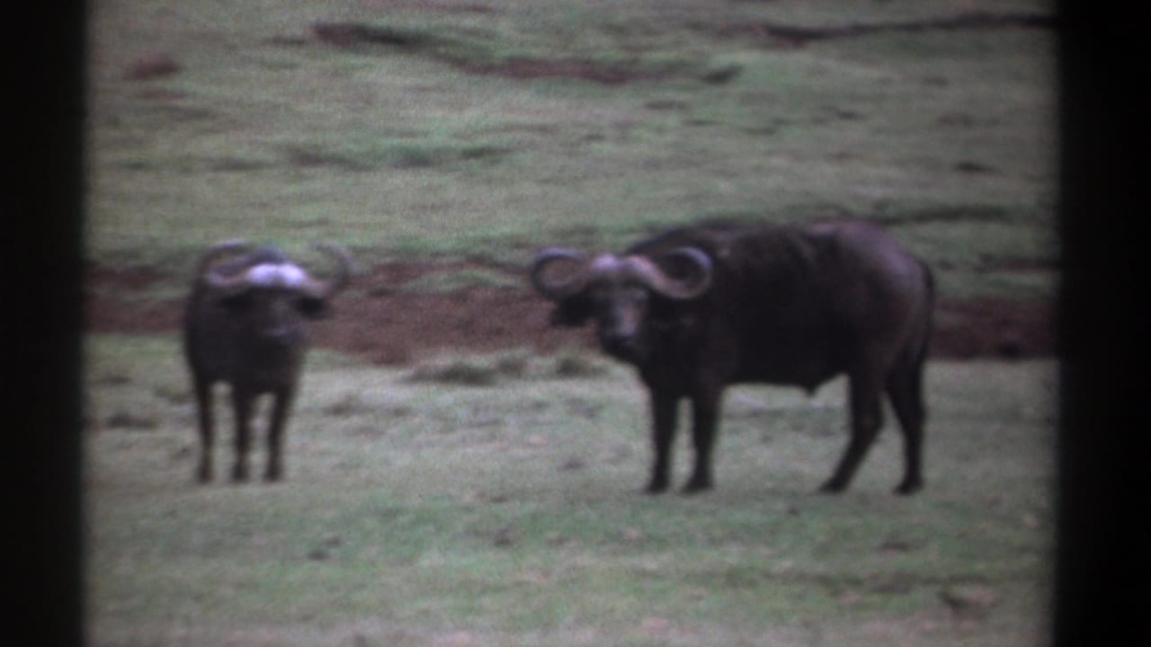 Two horned buffalo stand on grassy open ground, with the larger animal turned side-on.