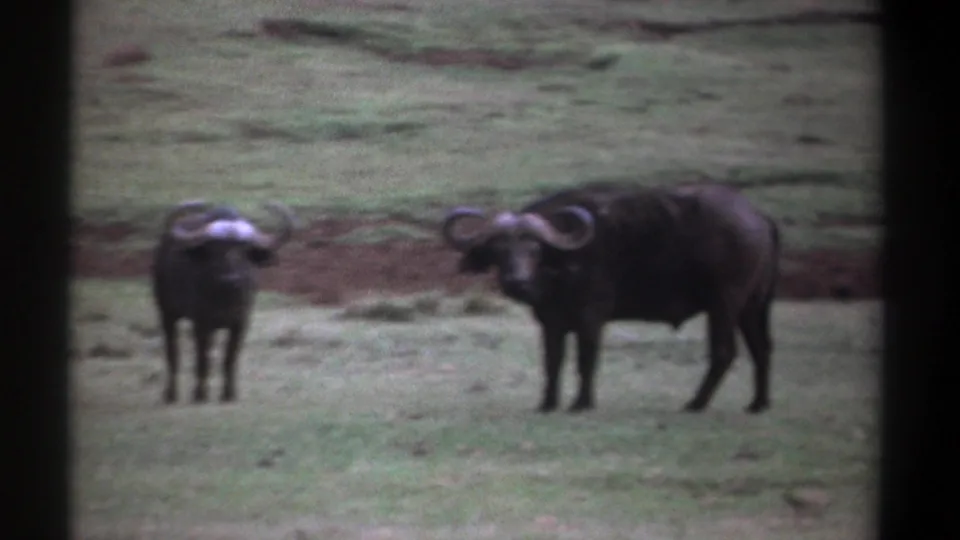 1969 Kenya 8mm frame showing two African buffalo in a grassy savanna, one smaller and one larger with curved horns.