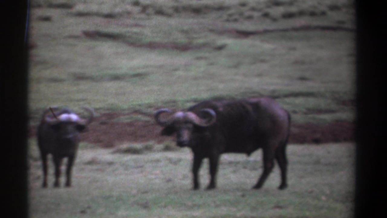 Two buffalo stand in grass, with the larger buffalo facing slightly toward the camera.