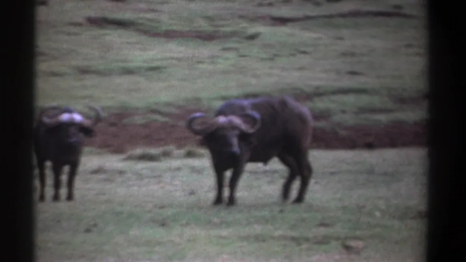 Vintage 8mm Kenya frame showing two buffalo in grass, the larger one shifting its stance toward the camera.