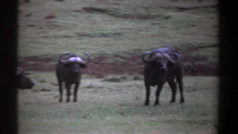 1969 Kenya 8mm still of two African buffalo standing alert in open grass with visible film grain and muted color.