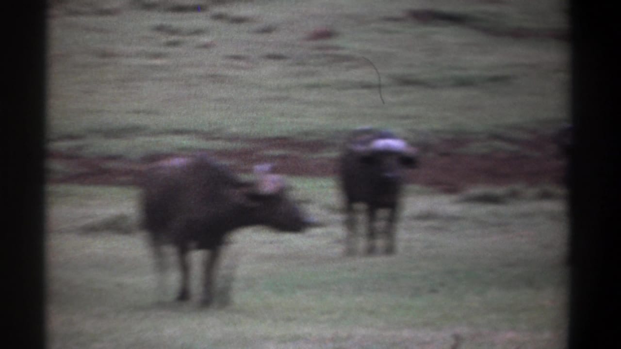 1969 Kenya 8mm frame showing dark wildebeests on open grassland, seen in soft focus from a distant handheld viewpoint.