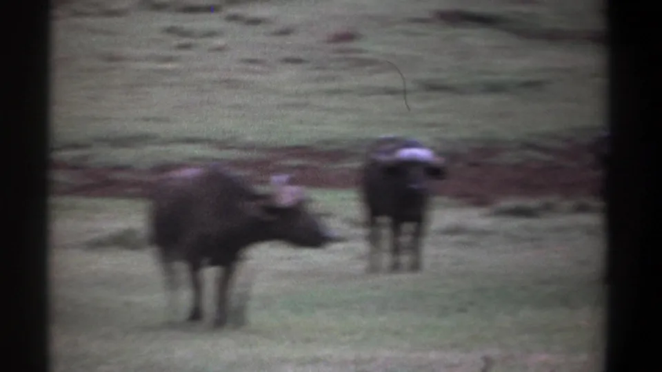 1969 Kenya 8mm frame showing dark wildebeests on open grassland, seen in soft focus from a distant handheld viewpoint.