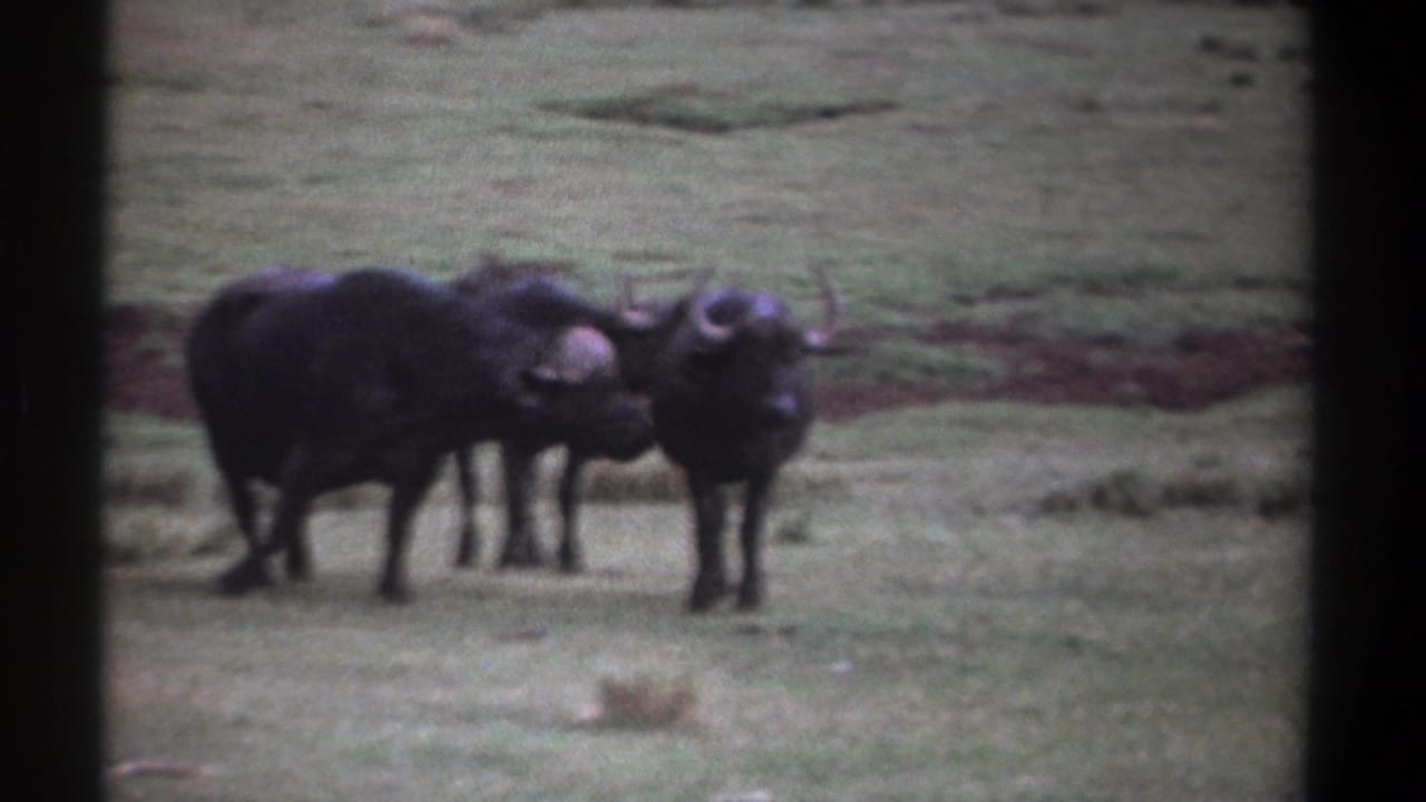 A small group of wildebeests gathers on open grassland.