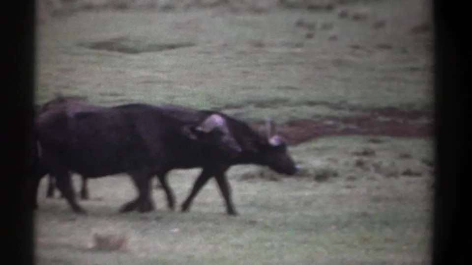 1969 Kenya 8mm frame showing wildebeests walking left to right through open grass, with soft focus and visible film texture.