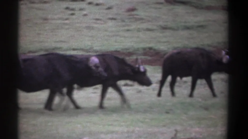 1969 Kenya 8mm frame with dark wildebeests crossing grassland, partially cropped by the contact-sheet frame edge.