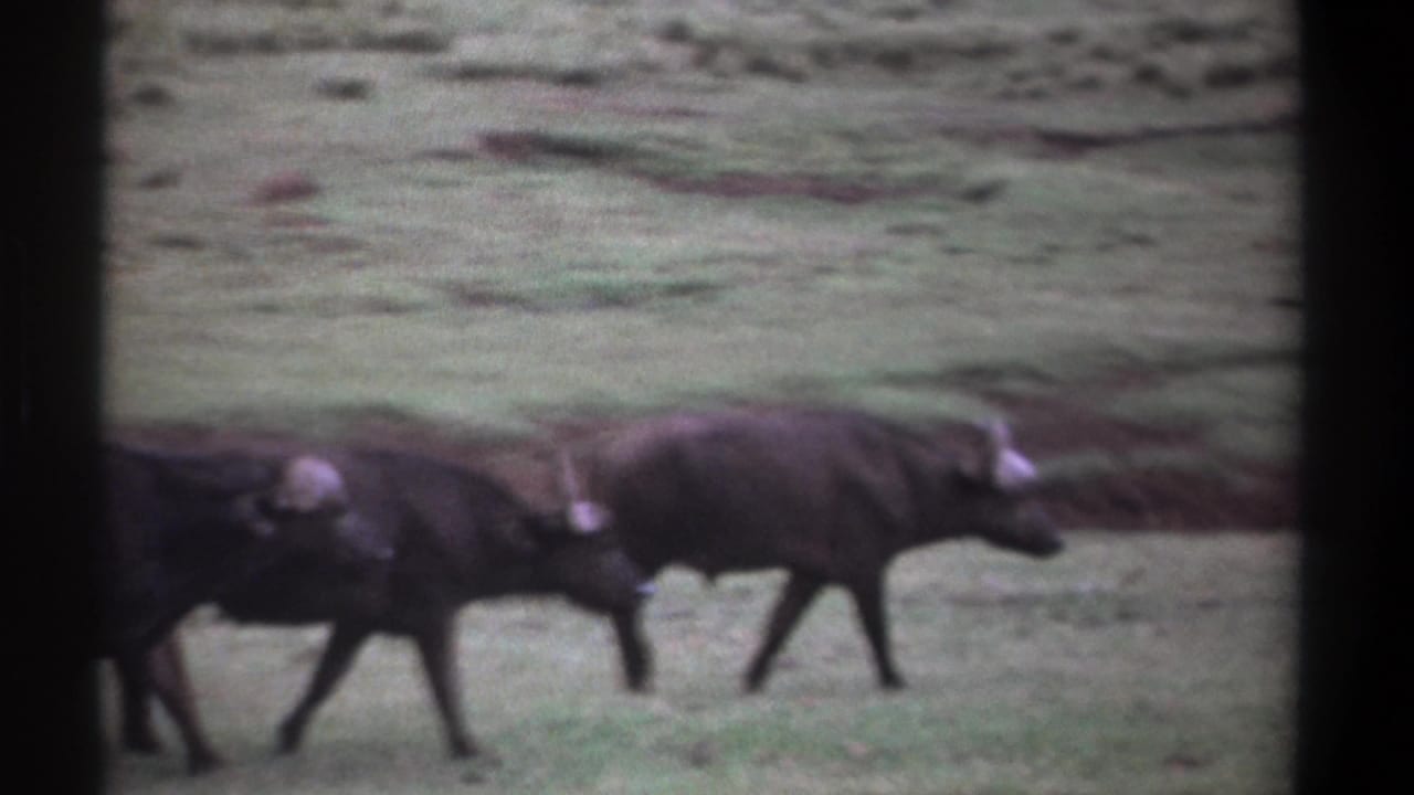 Kenya 1969 8mm frame showing three African buffalo moving in a line across a grassy open area.