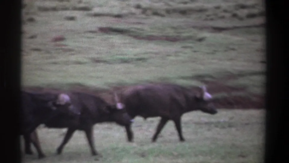 Kenya 1969 8mm frame showing three African buffalo moving in a line across a grassy open area.